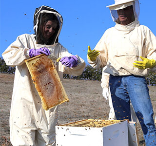 Beekeeper for a day