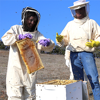 Beekeeper for a day