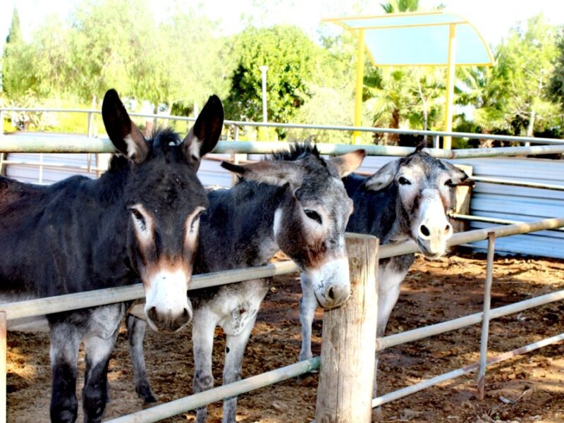 Achna Lake Donkey Park